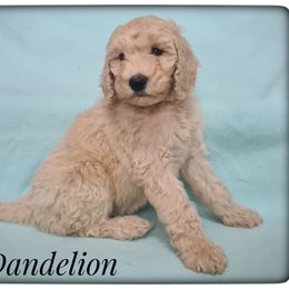 Girl 2 - Labradoodle puppy from Sharyland Pets