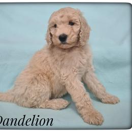 Girl 2 - Labradoodle puppy from Sharyland Pets