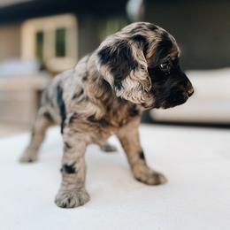 Cavapoo, Goldendoodle, and Golden Retriever Puppies from Canterbury Canines