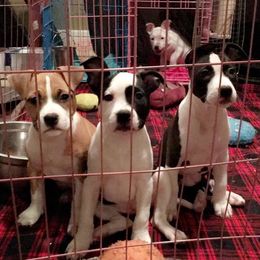 American Staffordshire Terrier Puppies from Ohana Amstaffs
