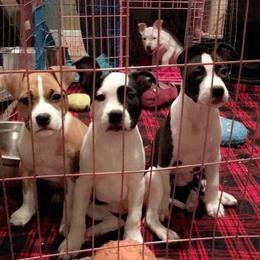 American Staffordshire Terrier Puppies from Ohana Amstaffs