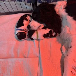 English Springer Spaniel Puppies from Ladybug English Springers