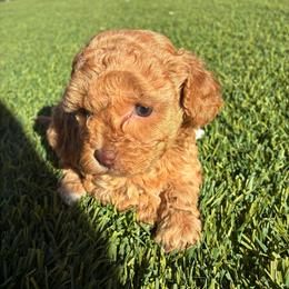AKC tiny toy girl 2 - Red  female Poodle puppy in Maricopa, Arizona from La Petite poodle