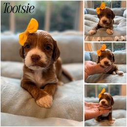 Tootsie - Red female Australian Labradoodle puppy in Summerfield, North Carolina from Four Oaks Labradoodles