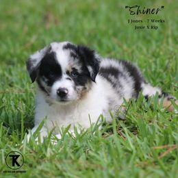 Australian Shepherd, Miniature American Shepherd, Miniature Australian Shepherd, and Toy Australian Shepherd Puppies from TK Standard, Mini, & Toy Aussies