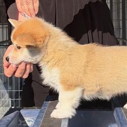 Yellow Collar Female - Sable female Pembroke Welsh Corgi puppy in Victoria, Texas from Clear Creek Corgis