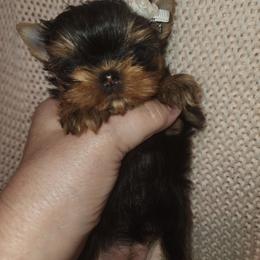 Yorkshire Terrier All Grown Up from Reese's Angelface Yorkies