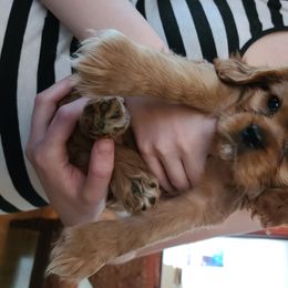 Cavalier King Charles Spaniel Puppies from Empire Hills Cavaliers