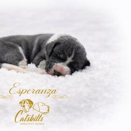 Esperanza - Blue and white female Great Dane puppy in Liberty, New York from Catskills Greatest Danes