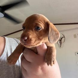Cream Girl 2 - Cream female Dachshund puppy in Moundville, Missouri from Edgewood Acres Miniature Longhair Dachshunds