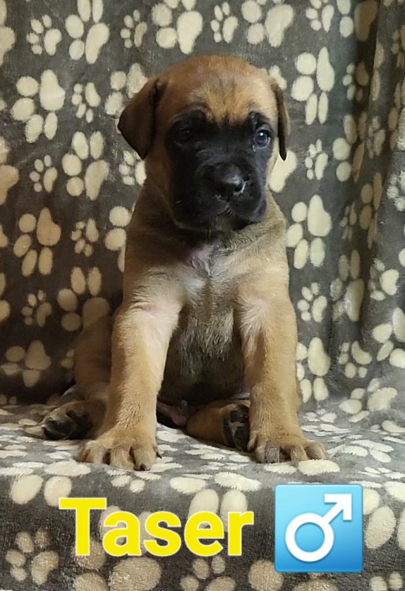 TASER - YELLOW - Fawn Cane Corso puppy in Kimball, Michigan from Sicario Cane Corso