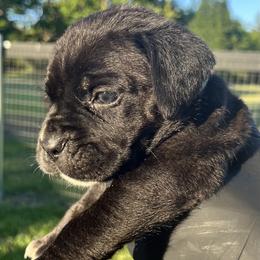Green Collar (Titan) -Strong, powerful, confident, and naturally driven to lead - Black male Cane Corso puppy in Texas from Jolaw Kennel