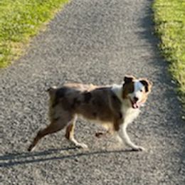 Aussiedoodles and Australian Shepherds from Danson Breeds