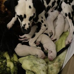 Dalmatian puppies from Blue Moon Dalmatians