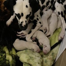 Dalmatian puppies from Blue Moon Dalmatians