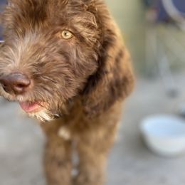Aussiedoodle, Poodle, and Saint Berdoodle Puppies from Remington Kennels, LLC