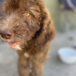 Aussiedoodle, Poodle, and Saint Berdoodle Puppies from Remington Kennels, LLC