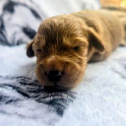 Daisy - Red  female Goldendoodle puppy in Red Oak, Iowa from Fisher Pups-Stay Golden with a Doodle
