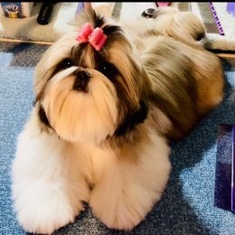 Star - Shih Tzu
