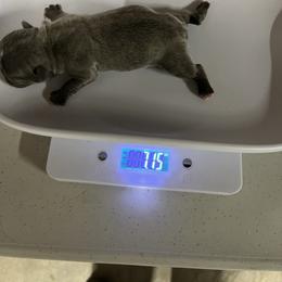 French Bulldog Puppies from Psycho Frenchies