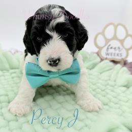Percy Jackson - Black and white male Bernedoodle puppy in Omaha, Nebraska from Whimsy Doodles