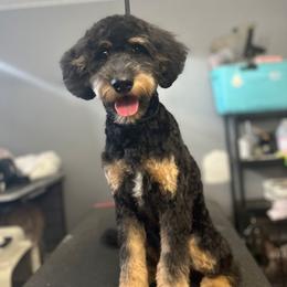Penny - Goldendoodle