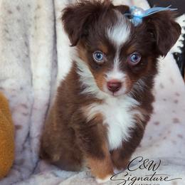 Max - Red tri male Toy Australian Shepherd puppy in Kenedy, Texas from C&W Signature Canine Co.