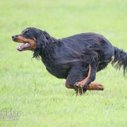 Gordon Setter All Grown Up from Dreamcatcher Kennel