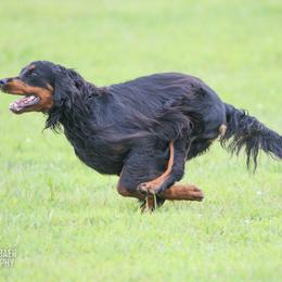 Gordon Setter All Grown Up from Dreamcatcher Kennel