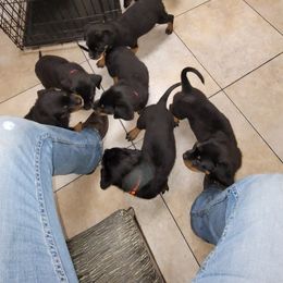 Rottweiler Puppies from Von Haus of Pearl