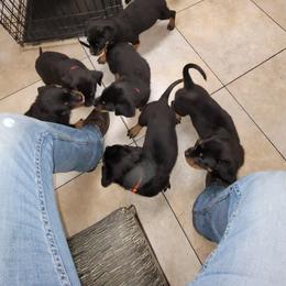 Rottweiler Puppies from Von Haus of Pearl