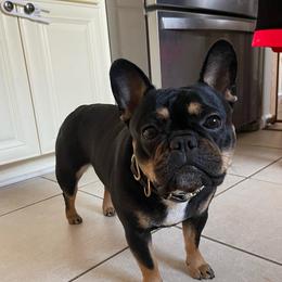Bella - French Bulldog
