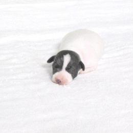 Girl 3 - White and black female Italian Greyhound puppy in Sparta Tn And Caryville Fl, Tennessee from Summerwind Kennel