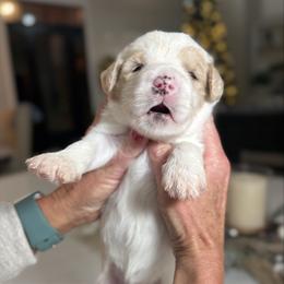 Blue Collar - Fawn and white male Sheepadoodle puppy in Indiahoma, Oklahoma from Farm Fresh Doodles