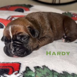 Hardy - Fawn male Boxer puppy in Cicero, New York from MK Boxer Haven of CNY
