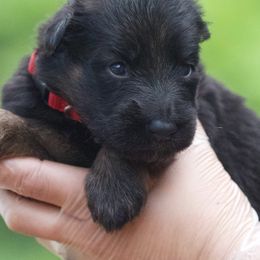Black and red female - Black and red female German Shepherd puppy in Twin Lake, Michigan from VanBlargan German Shepherds