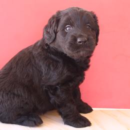Olive - Black female Labradoodle puppy in Apache Junction, Arizona from Loving Doodle