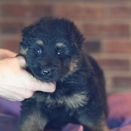 Tanya - German Shepherd puppy in Columbus, Indiana from Stony Lonesome GSD