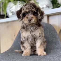 Sunflower - Merle female Goldendoodle puppy in St George, Utah from Doodle Bears of Southern Utah