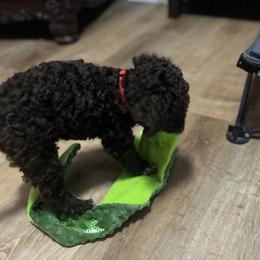 Lagotto Romagnolo All Grown Up from Tesoro Riccio