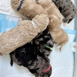 Bernedoodle, Bernese Mountain Dog, Cavalier King Charles Spaniel, Cavapoo, and Poodle Puppies from Ellas.Pups (Bernedoodles & Cavapoos)