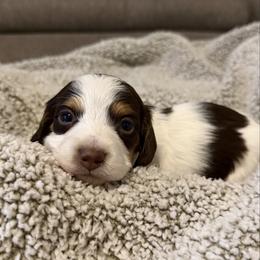 Nico - Piebald male Dachshund puppy in Lawrenceville, Georgia from Chivi Paws