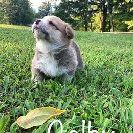 Pembroke Welsh Corgi Puppies from Cahas Corgis