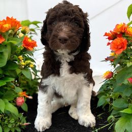 Malta - Parti male Poodle puppy in Prosperity, Pennsylvania from Stelladoodles & Company