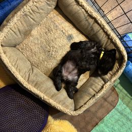 Glen of Imaal Terrier Puppies from Jake's Kennels