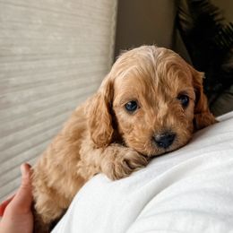 Cavapoo and Goldendoodle Puppies from Fitzdoodles