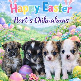 Chihuahua puppies from Hart's Chihuahuas