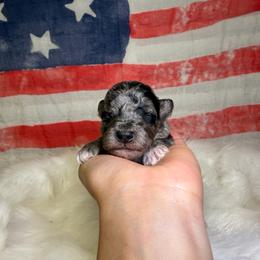 Cookie - Merle male Goldendoodle puppy in Woodburn, Indiana from Lengachers Cuddly Doods