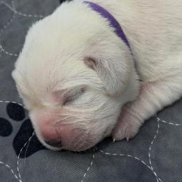Purple Collar - Yellow female Labrador Retriever puppy in Houston, Texas from Alpha English Labs