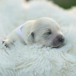 Angel - Light golden female Golden Retriever puppy in Morris, Minnesota from Midwest English Cream Goldens